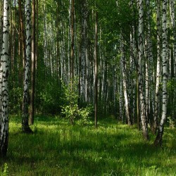 Forest Learning Program 7N/8D